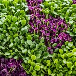 are microgreens good for you