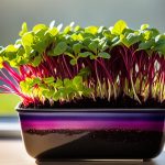 beet microgreens