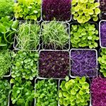 best microgreens to eat