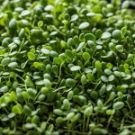 best seeds for microgreens