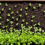 best soil for microgreens