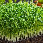 chia microgreens