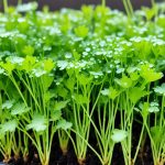 cilantro microgreens