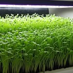 how to grow microgreens without soil