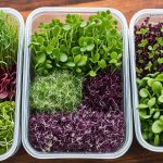 how to store microgreens