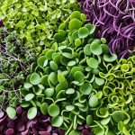 microgreens health benefits