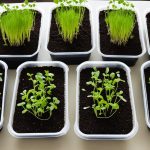 microgreens setup