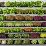 microgreens vs sprouts