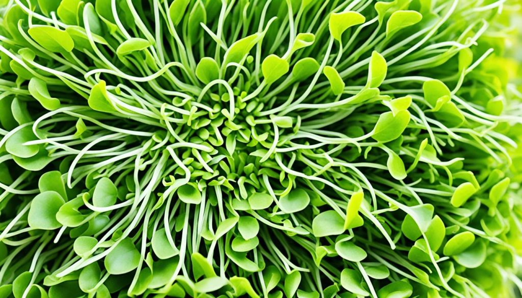 sunflower microgreens health benefits