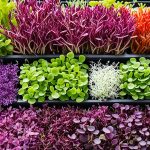 top 10 microgreens