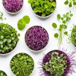 types of microgreens